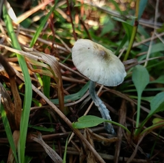 Stropharia pseudocyanea