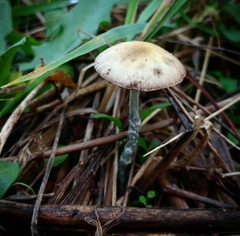 Stropharia pseudocyanea