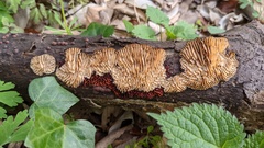 Daedaleopsis styracina