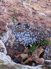 Ruzenia spermoides