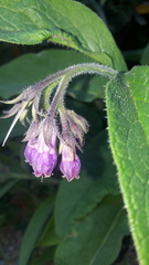 Symphytum officinale