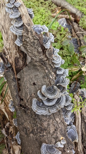 Trametes versicolor
