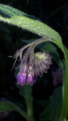 Symphytum officinale