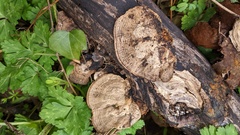 Coriolopsis strumosa