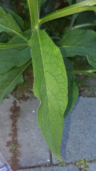 Symphytum officinale
