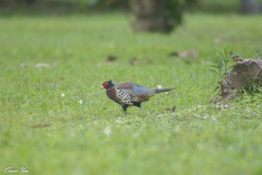 Phasianus colchicus formosanus