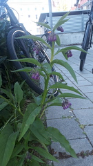 Symphytum officinale