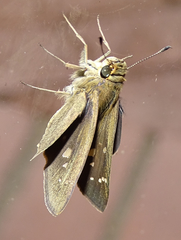 Torbenlarsenia gemella