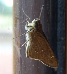 Torbenlarsenia gemella