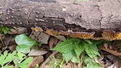 Daedaleopsis styracina