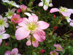 Saxifraga