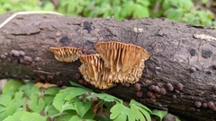 Daedaleopsis styracina