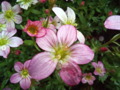 Saxifraga