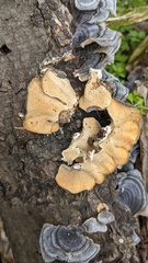 Trametes versicolor