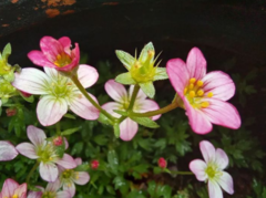 Saxifraga