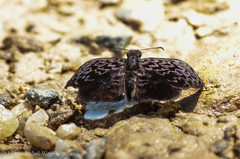 Cycloglypha stellita