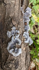 Trametes versicolor