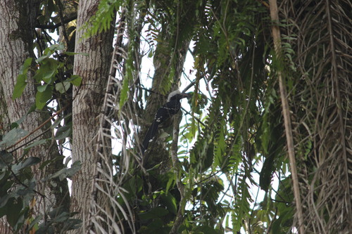 Eastern Long-tailed Hornbill (Horizocerus cassini), photo 3