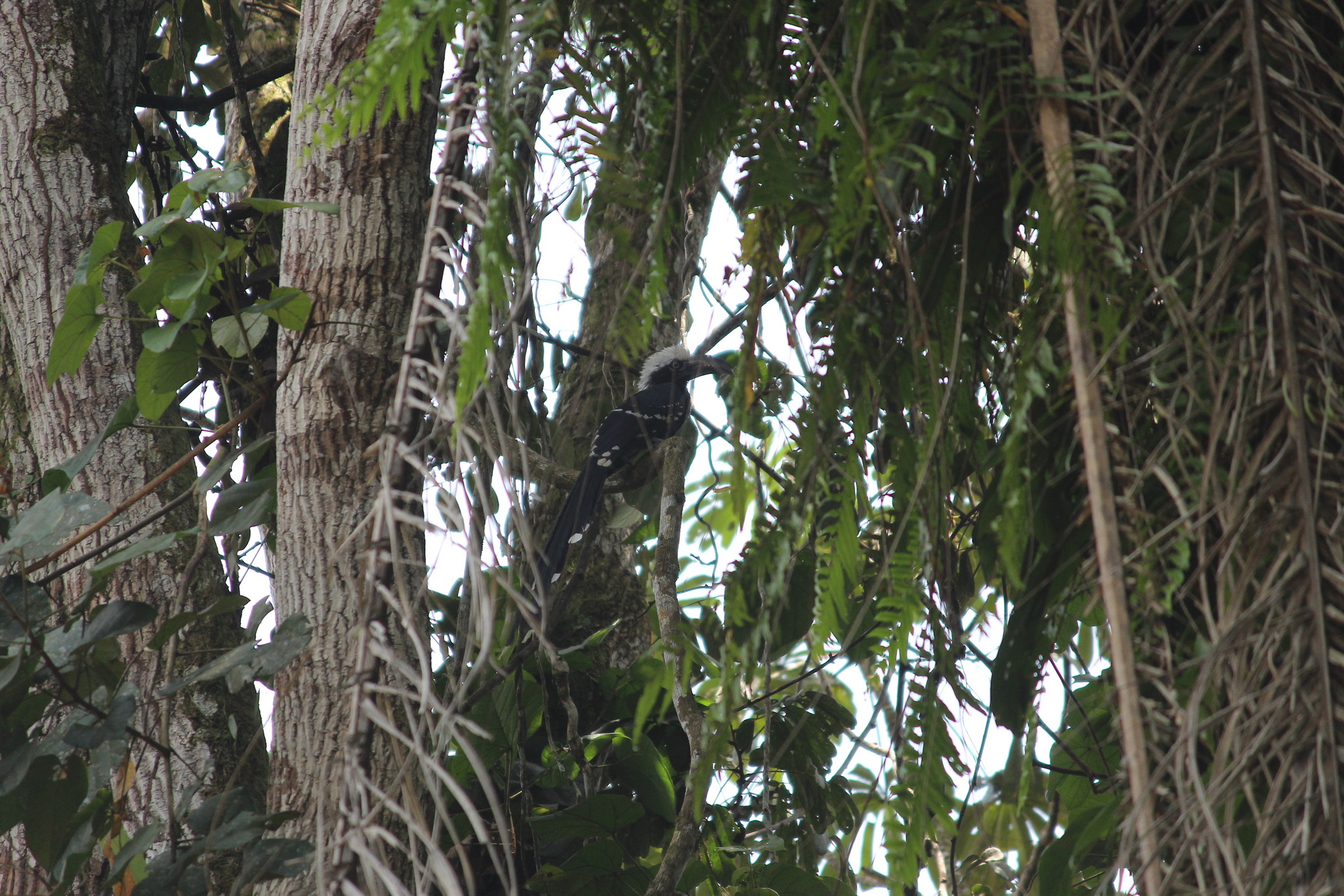 Western Long-tailed Hornbill (Horizocerus albocristatus), photo 4