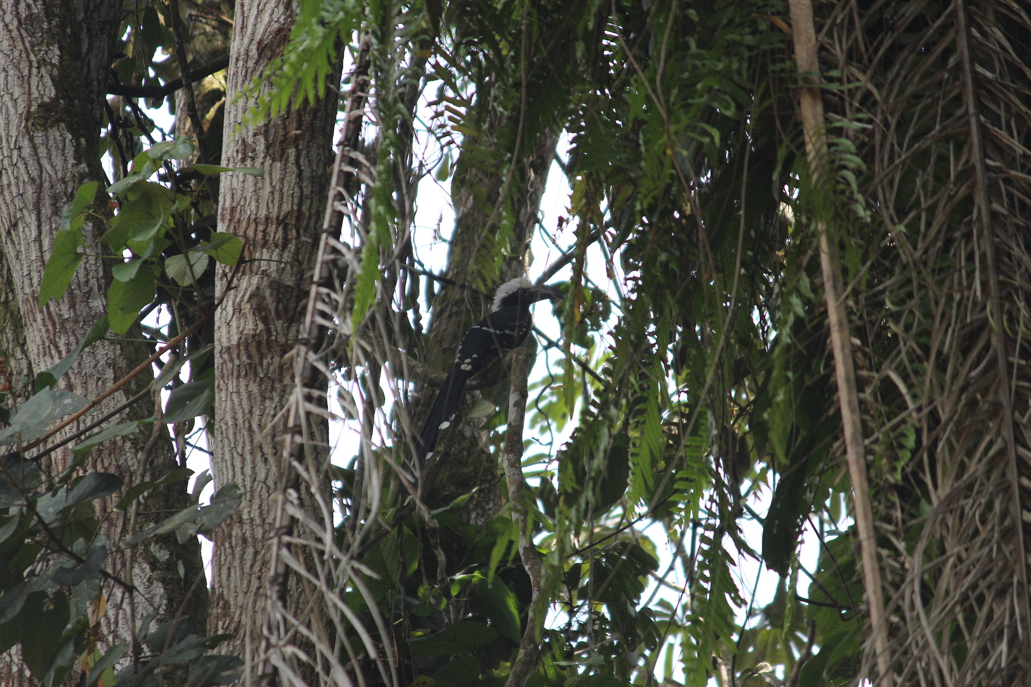 Western Long-tailed Hornbill (Horizocerus albocristatus), photo 5