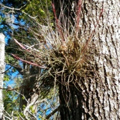 Tillandsia bartramii