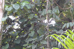 Heliosciurus rufobrachium