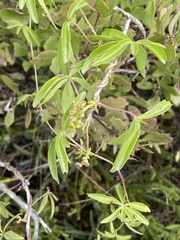 Ipomoea cairica cairica