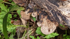 Coriolopsis strumosa