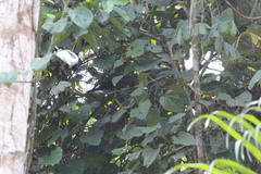 Heliosciurus rufobrachium