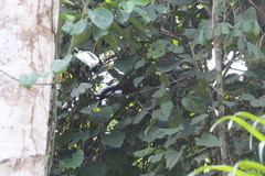 Heliosciurus rufobrachium