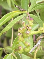 Ipomoea cairica cairica