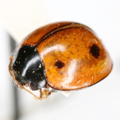 Brumoides septentrionis