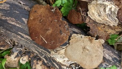 Coriolopsis strumosa