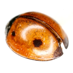 Brumoides septentrionis