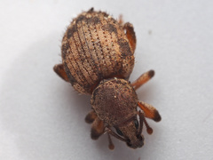 Cercopeus chrysorrhoeus