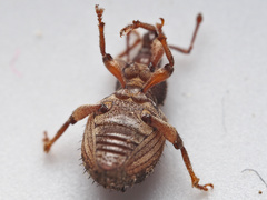 Cercopeus chrysorrhoeus