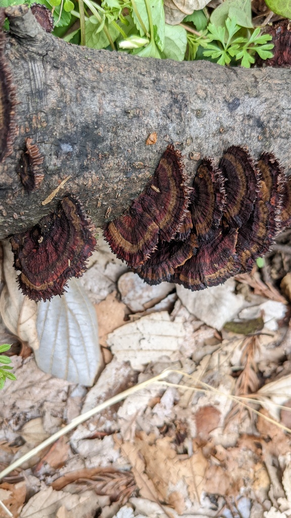 Daedaleopsis confragosa tricolor · March 2022 · photo: © atsushi_nakajima_cirque (iNaturalist, cc-by)