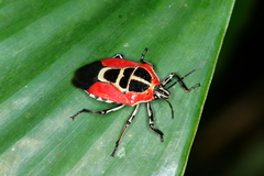 Oplomus catena