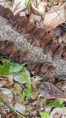 Daedaleopsis tricolor