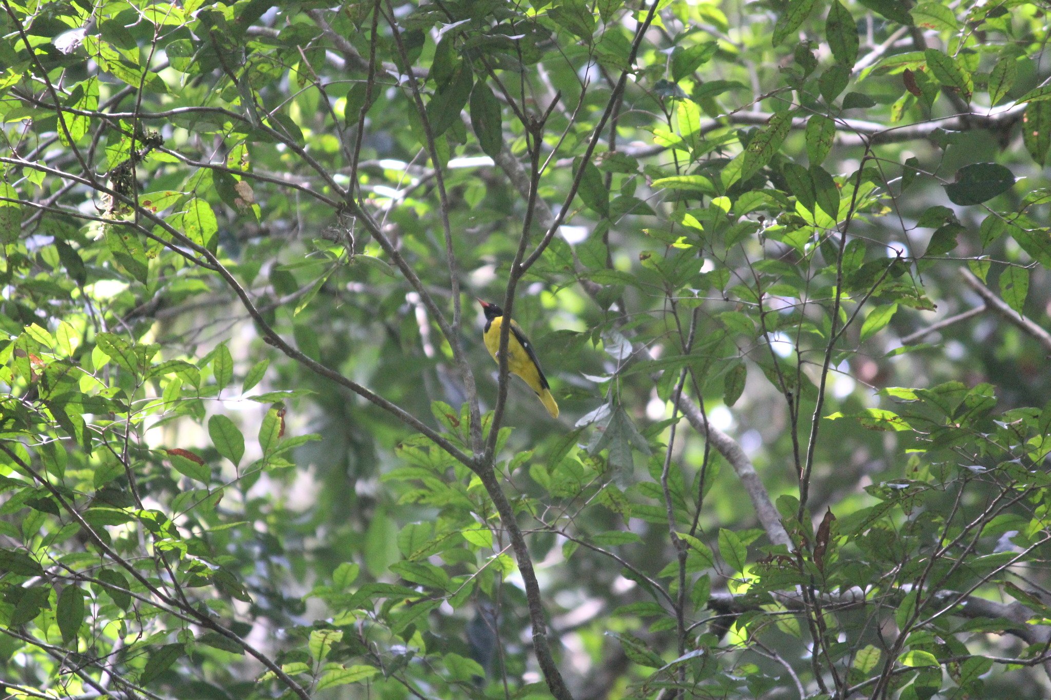 Western Oriole (Oriolus brachyrynchus), photo 10
