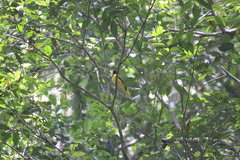 Oriolus brachyrynchus