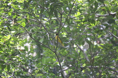 Oriolus brachyrynchus