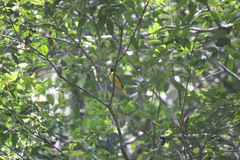 Oriolus brachyrynchus