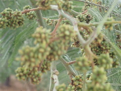 Dasineura rubiformis