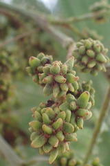 Dasineura rubiformis