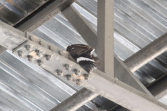 Caprimulgus natalensis