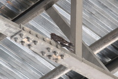 Caprimulgus natalensis