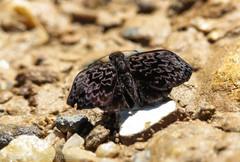 Cycloglypha stellita