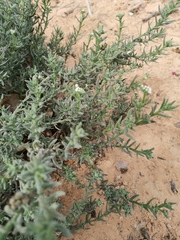 Heliotropium bacciferum