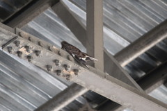 Caprimulgus natalensis